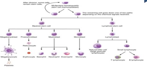 Classification And Clinical Features Of Haematological Malignancies