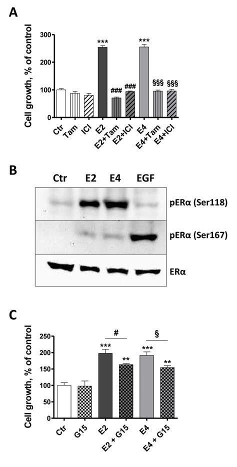 E4 Stimulates Cell Growth Primarily Via Erα A Mcf 7 Cell Growth In