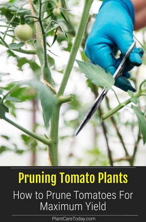 How To Prune Tomatoes For Maximum Yield | Tomato pruning, Container gardening vegetables, Tomato ...