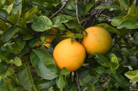 Key Accomplishments In Fighting Citrus Greening Disease 2005 2020 Uf Ifas Citrus Research