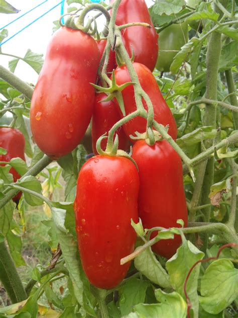 Semences Tomate Oroma Le Potager Ornemental De Catherine