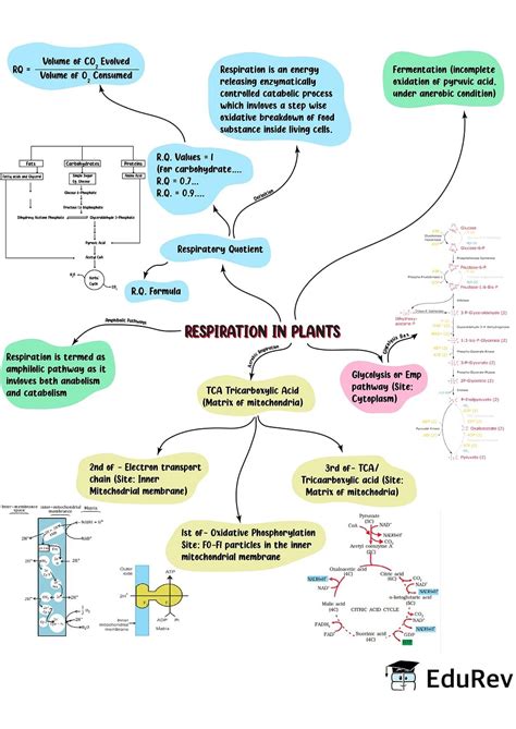 Mind Map Respiration In Plants Biology Class 11 Neet Pdf Download