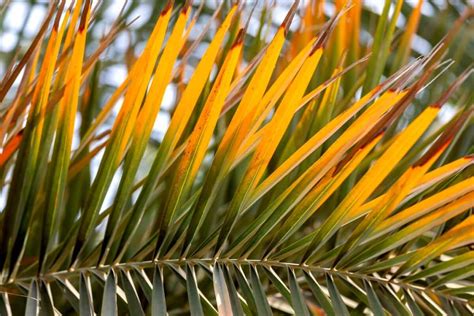 Voici les méthodes efficaces et naturelles pour soigner le palmier qui