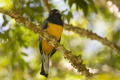 Trogons Flickr