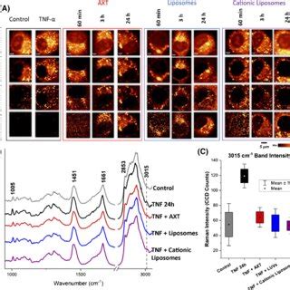 Characterization Of Astaxanthin Loaded Liposomes A Structure And Raman