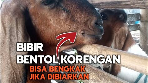 🔴 Cara Mudah Mengobati Penyakit Berengankorengan Pada Mulut Kambing