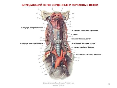 Черепные нервы - презентация онлайн