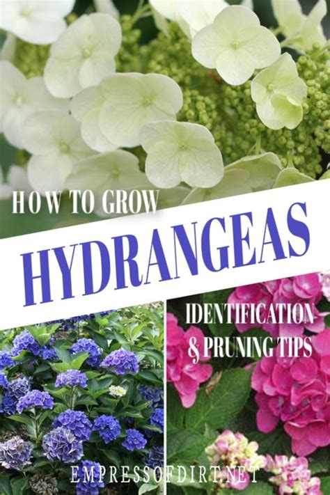 How to Identify and Prune Your Hydrangea | Empress of Dirt