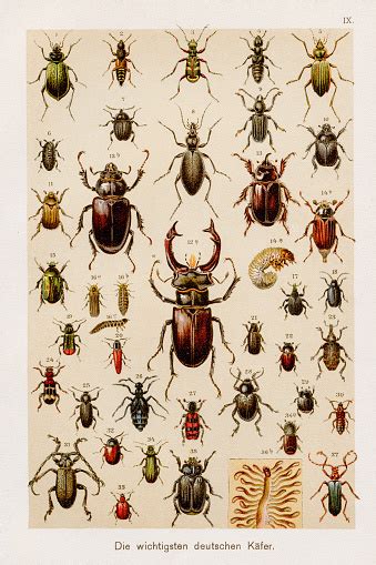 Kumbang Serangga Kromolithografi Entomologi 1899 Ilustrasi Stok Unduh