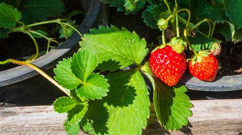 Cómo Sembrar Fresas En Tu Huerto Casero Fácil Y Con Pocos Materiales