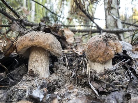 Champiñones Boletus Edulis En Una Canasta Sobre Un Bosque Imagen de