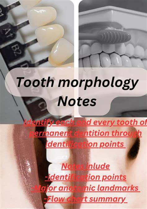 "Unlocking Dental Secrets: Comprehensive Tooth Morphology Guide