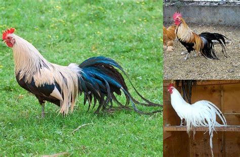 Top 14 Most Beautiful Chicken Breeds With Pictures