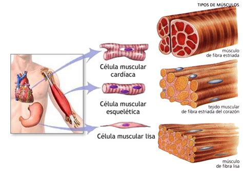 De qué está formado el músculo Fisioterapia Online