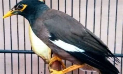 Harga Burung Jalak Nias