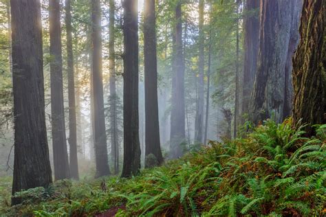 Discovery Uncovers A New Leaf For Redwoods Uc Davis