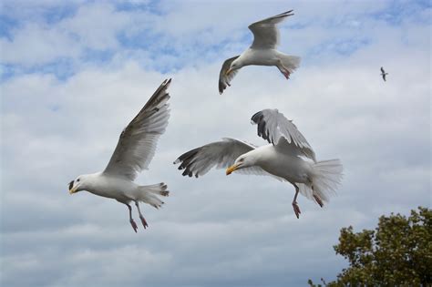 Gull Flying