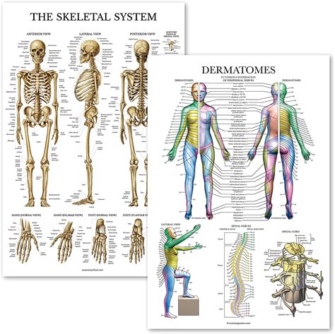 Pack Skeletal System Anatomical Poster Dermatomes Nervous Sexiz Pix