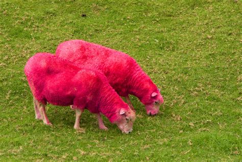 Pink Sheep, Sheepworld, New Zealand | Near Warkwork, north o… | Flickr