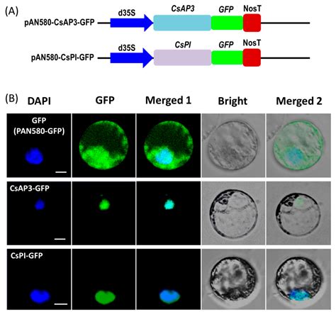 Ijms Free Full Text Highly Efficient Protoplast Isolation And Transient Expression System