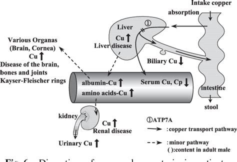 Figure 1 From Copper Metabolism And Copper Transport Disorders