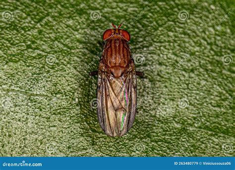 Adult Brachyceran Fly Stock Image Image Of Arthropod