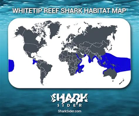 Learn All About Sharks Like The Whitetip Reef Shark - Shark Sider