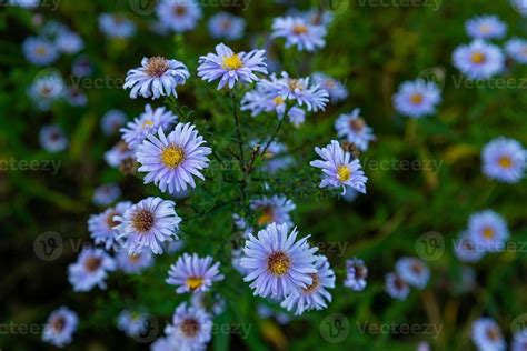 Aster Dumosus Blue Lagoon Pillows Aster Blue Cushion Asters Bloom In
