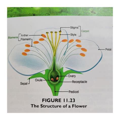 Apologia Biology Rd Edition Module Study Guide Flashcards Quizlet