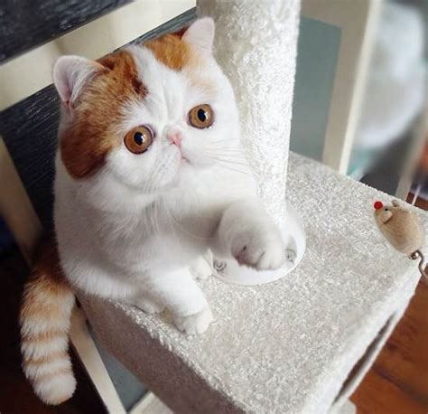 Snoopybabe The Definitive Gallery Of Instagrams Cutest Cat