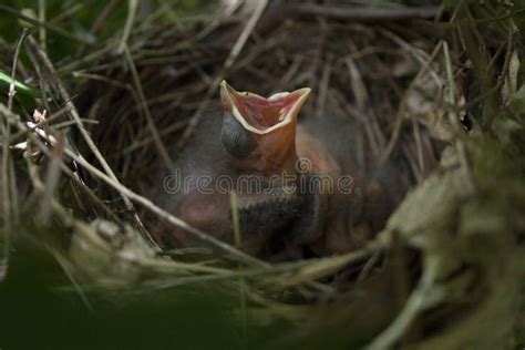 Baby Cardinal Nest Open Mouth Waiting To Stock Photos - Free & Royalty ...