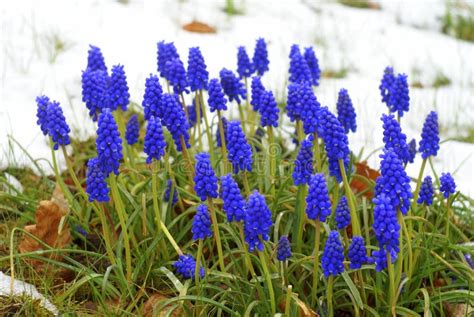 Grape Hyacinth Blue and Pink Stock Photo - Image of herbaceous, decorative: 14585320