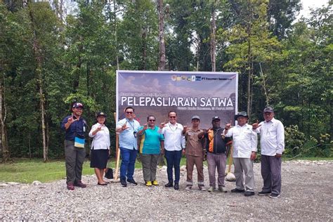 Bbksda Papua Lepasliarkan Satwa Dilindungi Di Hutan Kuala Kencana