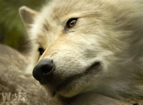 Hi My Name Is Angie 😊🐺💖 — The Smiling Wolf 😊🐺💖