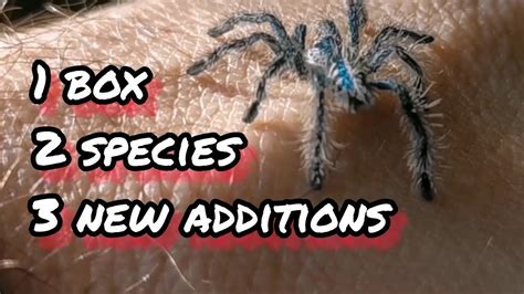 Tarantula Unboxing Box Species New Additions Youtube