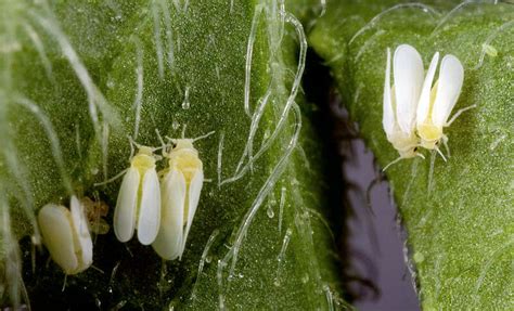 Ebola Of Plants Can Gene Sequencing Save Tropical Food Staple