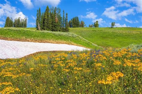 Flower Field Pinedale Online News Wyoming