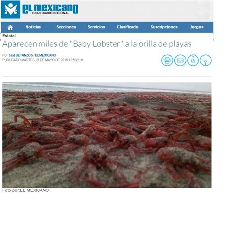 Aparecen Miles De Baby Lobster A La Orilla De Playas Comite De