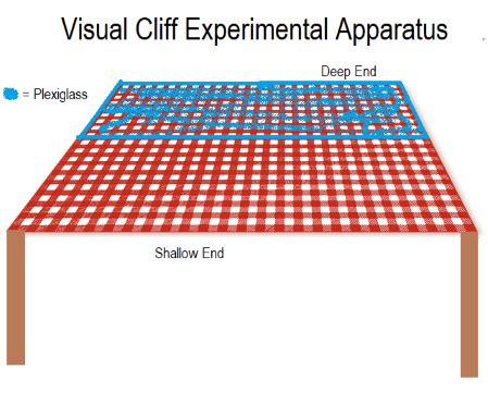 visual cliff experiment depth perception lesson studycom