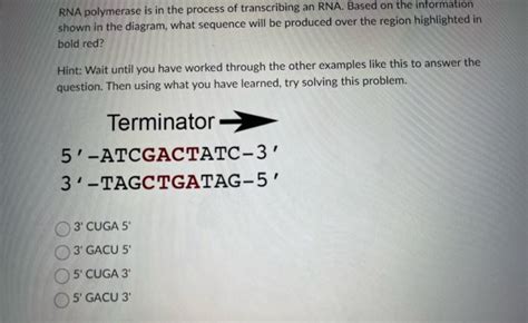 Solved Rna Polymerase Is In The Process Of Transcribing An Chegg