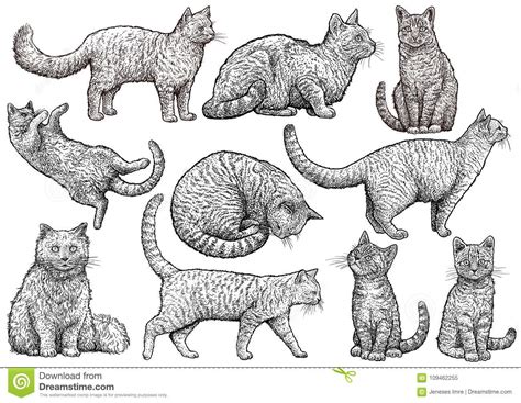 Ilustração Da Coleção Do Gato Desenho Gravura Tinta Linha Arte