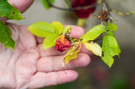 Reasons Why Your Rose Leaves Are Turning Yellow And How To Fix It