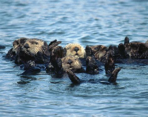 Free Picture Group Sea Otters Enhydra Lutris