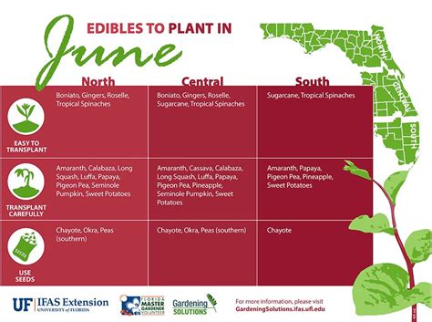 Summer Style Abcs Of Edible Gardening For Your Newcomer Kit Uf Ifas