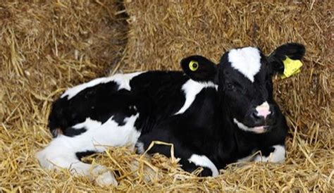 Dairy Calf Management Ahdb