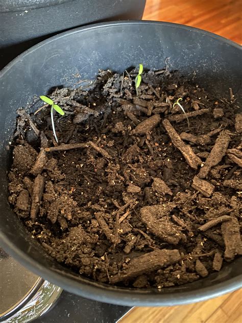 Are these ok? : r/tomatoes