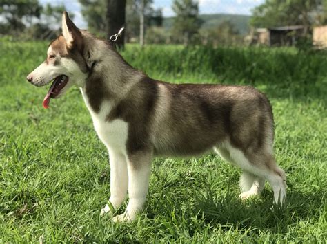 Husky Siberiano Manto Rojo En Venta Husky Siberian Shadi