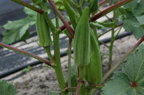 growing okra