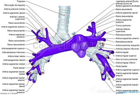 Artérias Pulmonares Tronco Pulmonar Artéria Pulmonar Direita