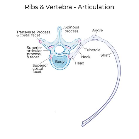 Vertebral Ribs